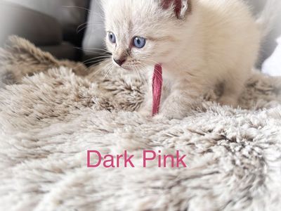 Siamese x Ragdoll Kittens. Free delivery option
