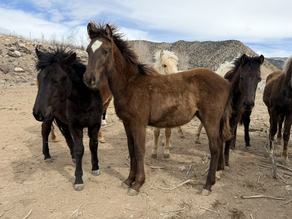 Moresian ( Friesian X Morgan) Stud Colt Weanling