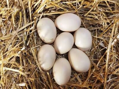 Duck Eggs $3-Half Dozen