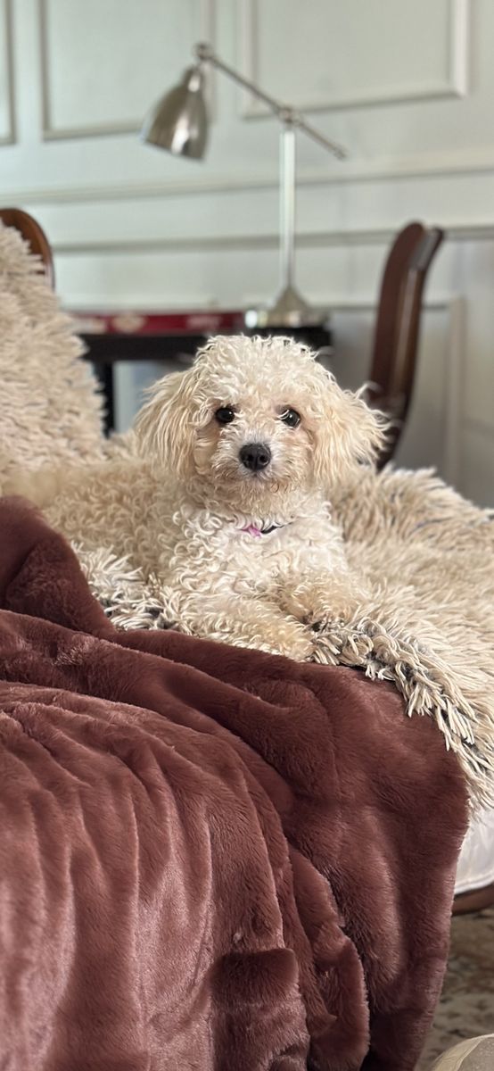Foo Foo Maltipoo Maltese Poodle 3yrs Small Lap Dog