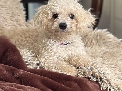 Foo Foo Maltipoo Maltese Poodle 3yrs Small Lap Dog