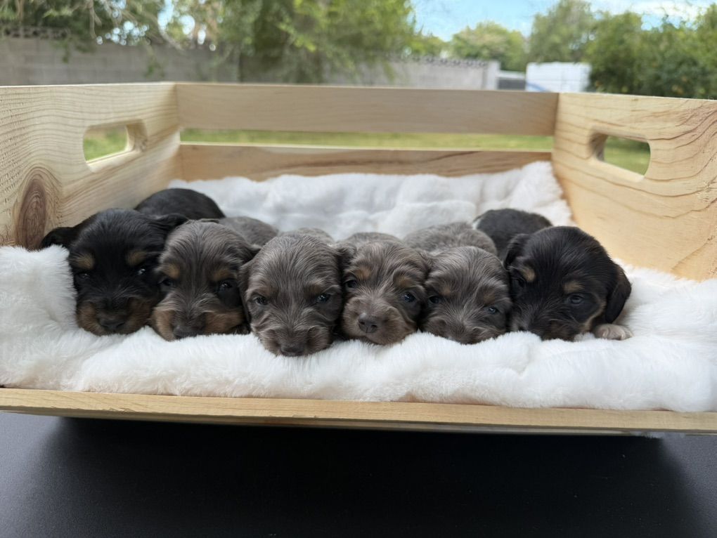 Dachshund Puppies