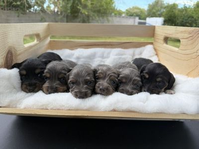 Dachshund Puppies