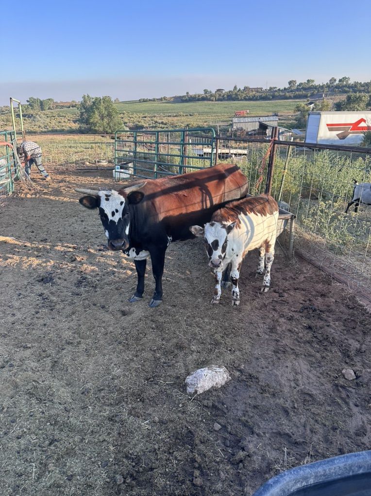 Cow Calf Pair