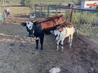 Cow Calf Pair