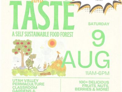 Come dig Delicious juice making Choke Cherry plants , see 37 kinds of Berries in Food Forest