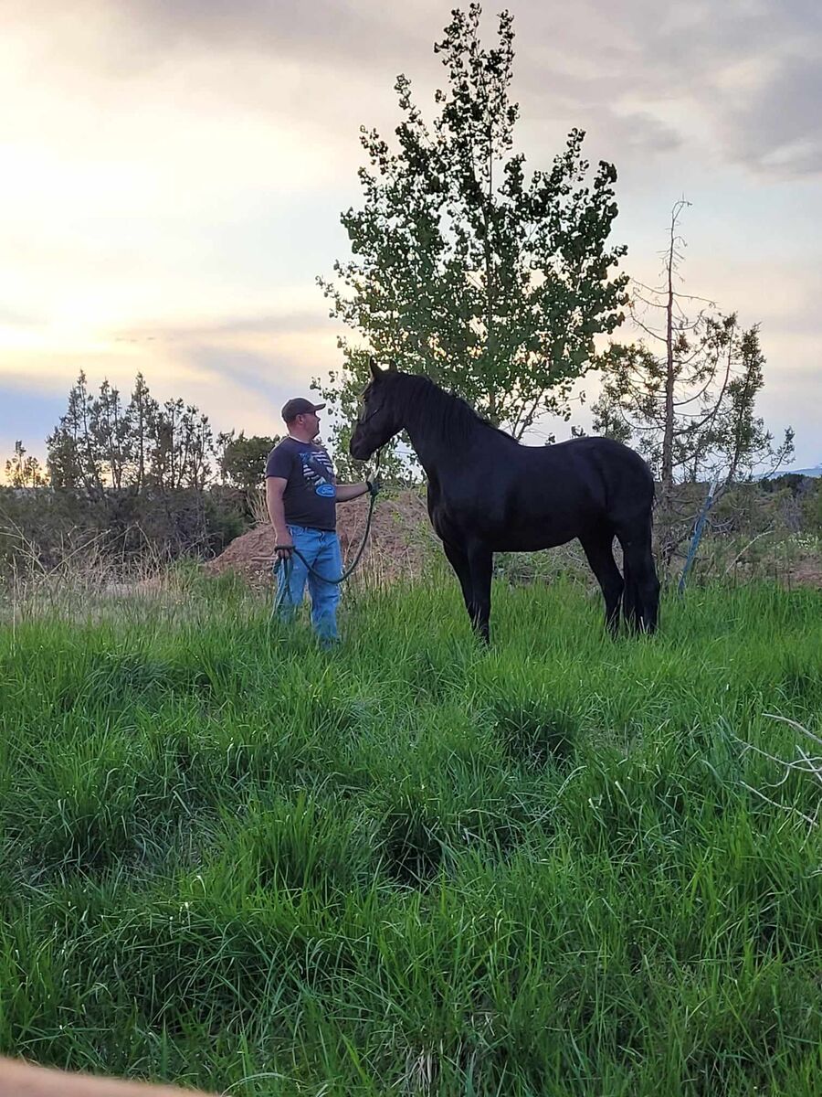 Friesian Tennessee Walker cross