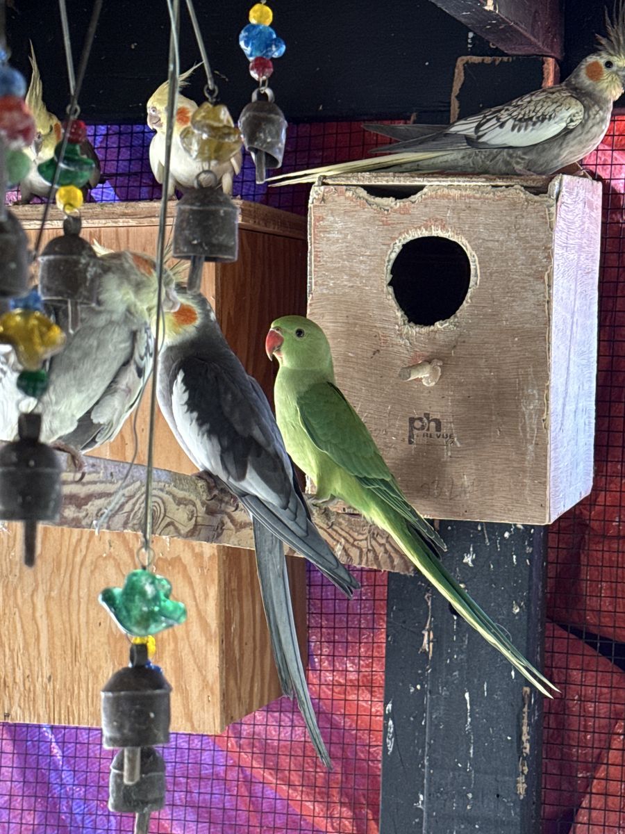 Indian Ringneck