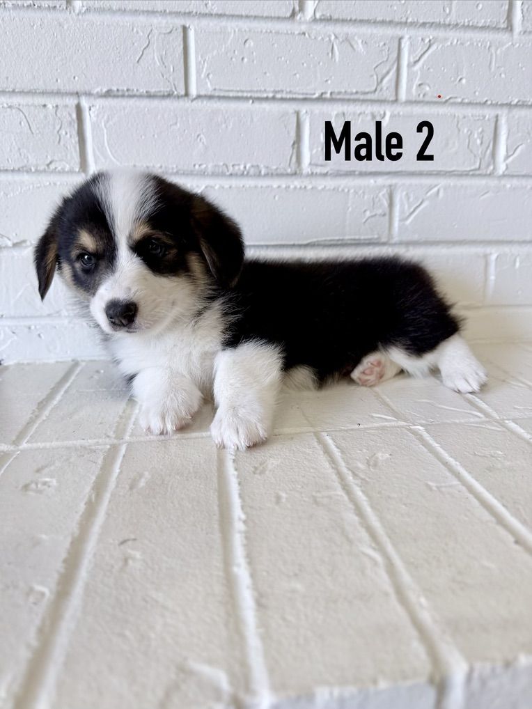 AKC Corgi Puppies TRIPLE CLEAR