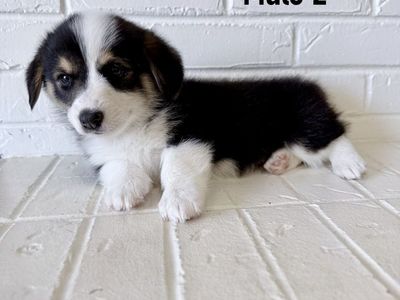 AKC Corgi Puppies TRIPLE CLEAR