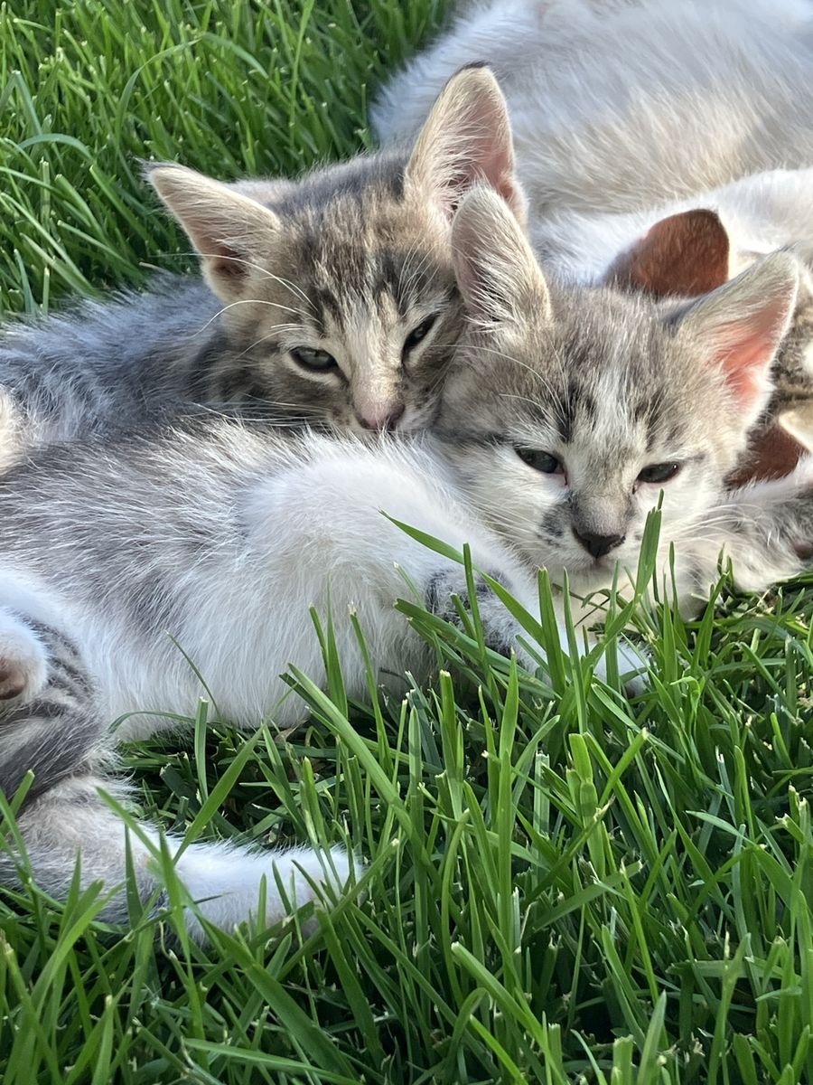 Blue and green eyed Lynx point Siamese/ragdoll mix kittens
