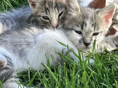 Blue and green eyed Lynx point Siamese/ragdoll mix kittens