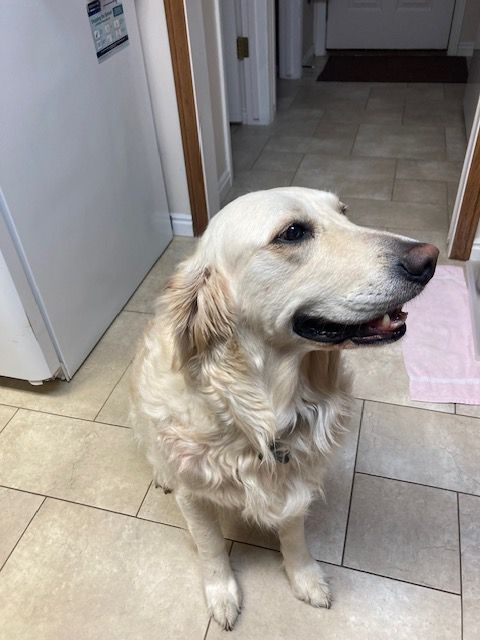 Golden Retriever