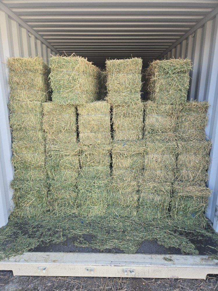 Alfalfa 2 string bales $12.00 Springville, UT
