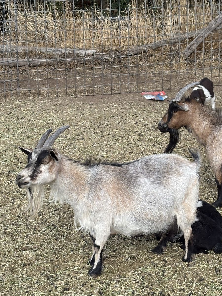 Older Pygmy doe