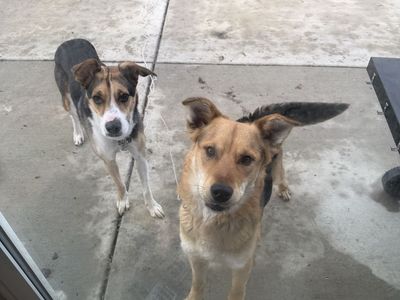 Two dogs