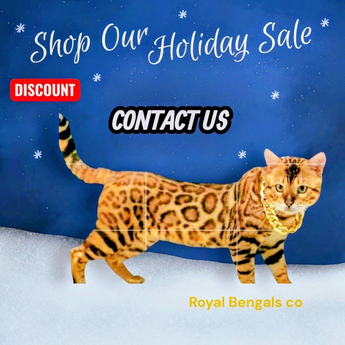 Royal Bengals co Bengal Kittens !