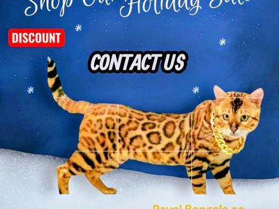 Royal Bengals co Bengal Kittens !