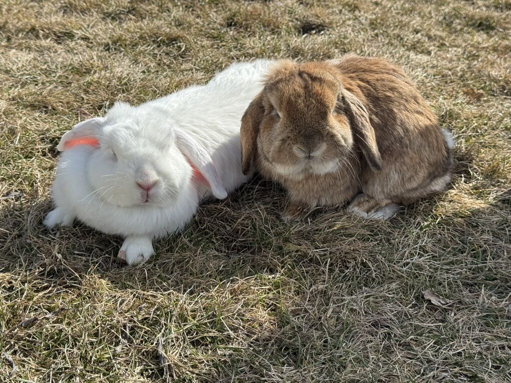 FREE Holland lop Bunnies!