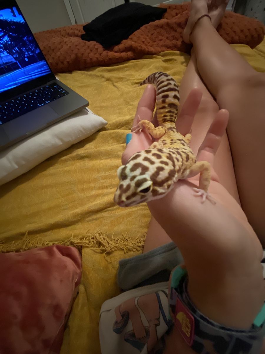 Leopard Gecko