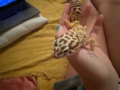 Leopard Gecko