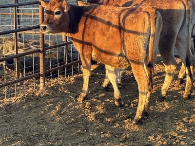 jersey Heifers