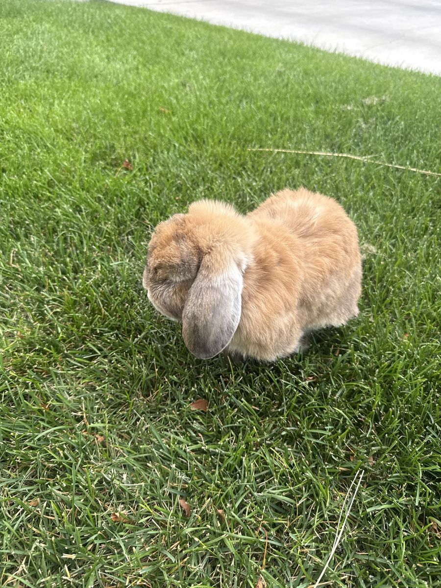 Rabbit mini lop