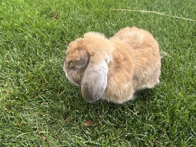 Rabbit mini lop