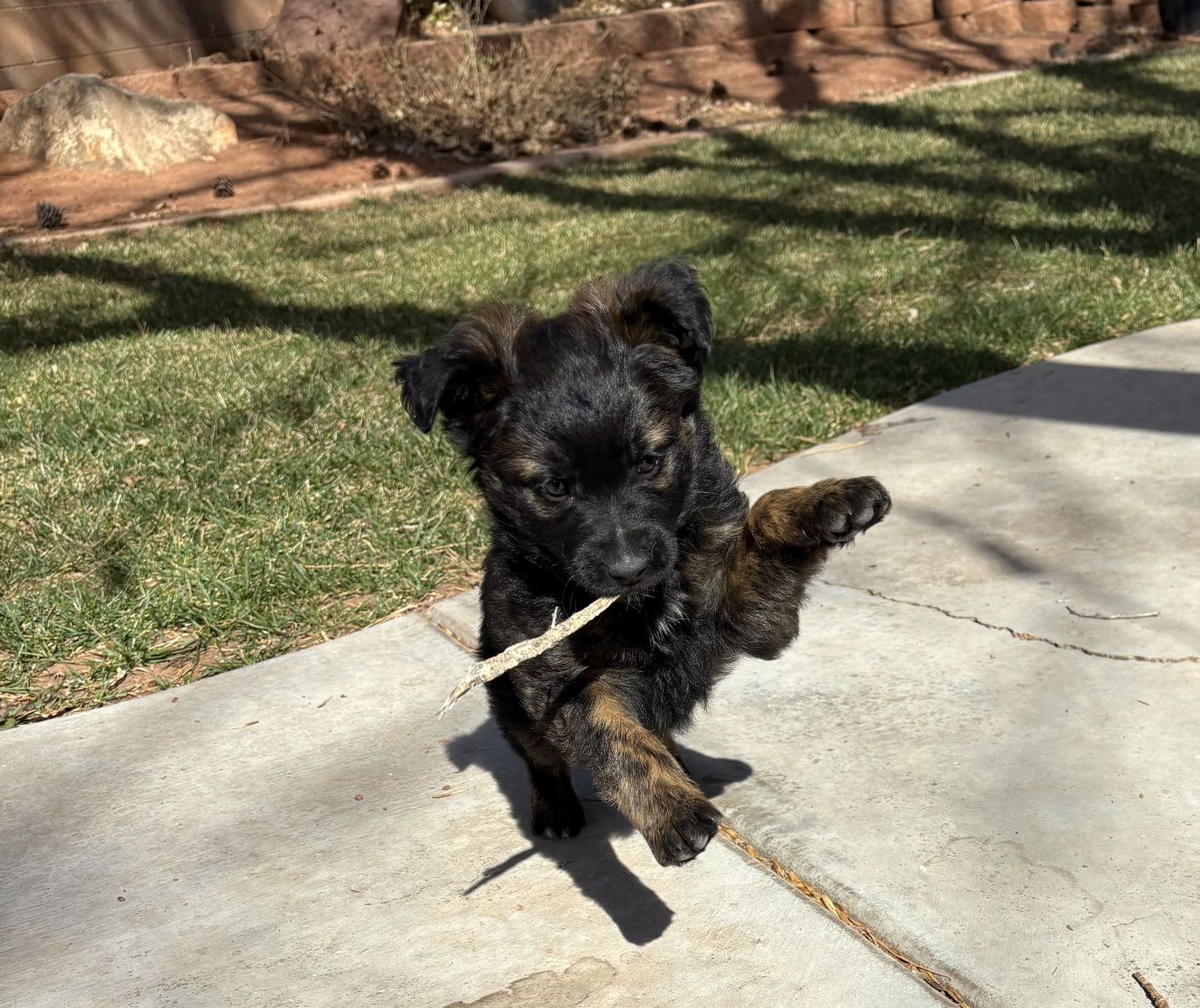 8 week female puppies! $225 each