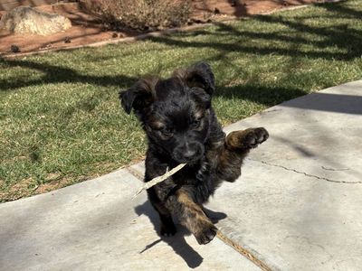 8 week female puppies! $225 each