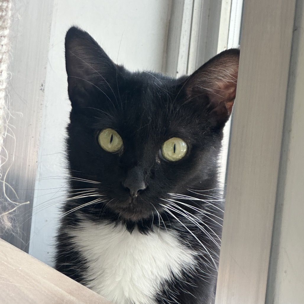 Hello my name is Corsica