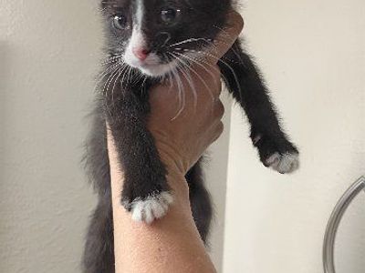 Adorable Kittens Looking for Forever Homes - Various Colors Available