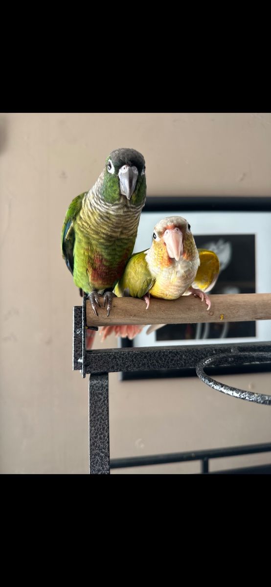 Paired green cheek conure