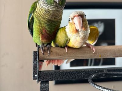 Paired green cheek conure