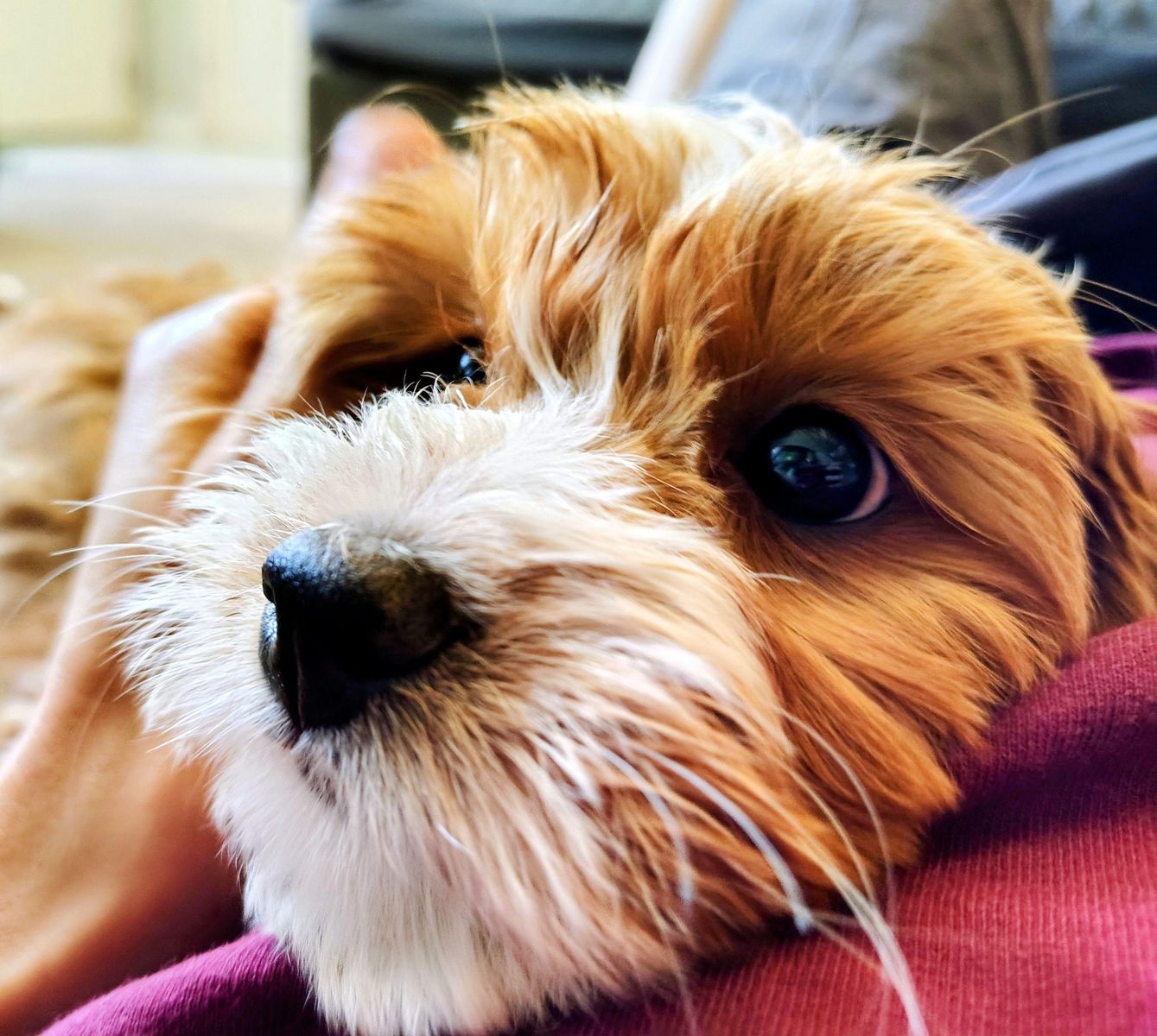 3rd Gen Mini GOLDEN CAVAPOO Puppies Goldendoodle Cavalier Golden Retriever Poodle Multi-gen White