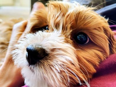 3rd Gen Mini GOLDEN CAVAPOO Puppies Goldendoodle Cavalier Golden Retriever Poodle Multi-gen White