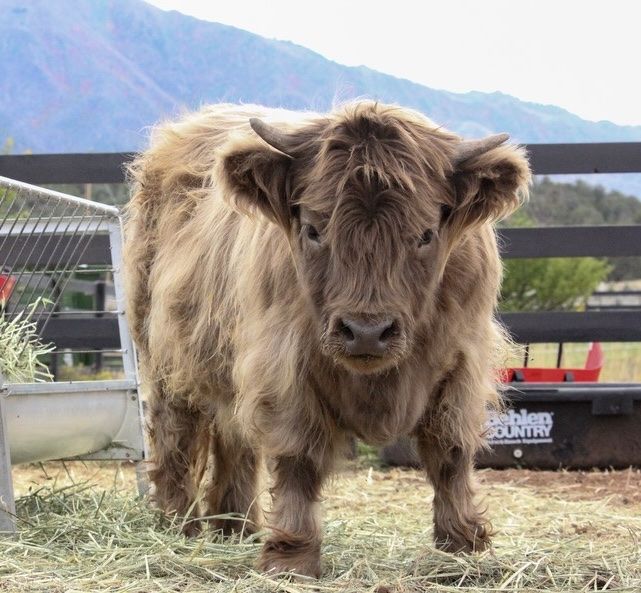 Micro Mini Highlights Heifer