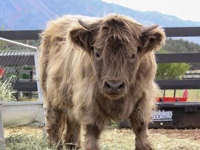Micro Mini Highlights Heifer