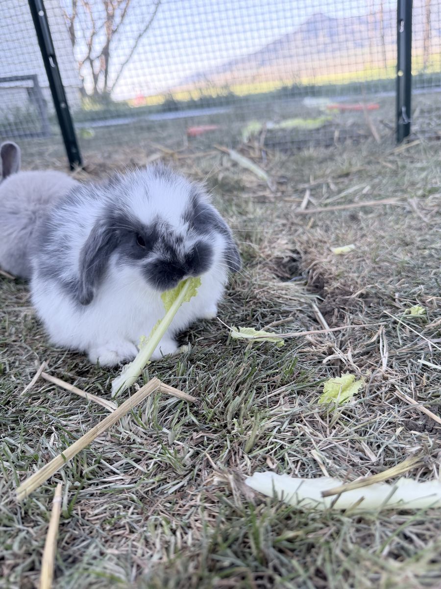 Holland Lop Ear Bunnies