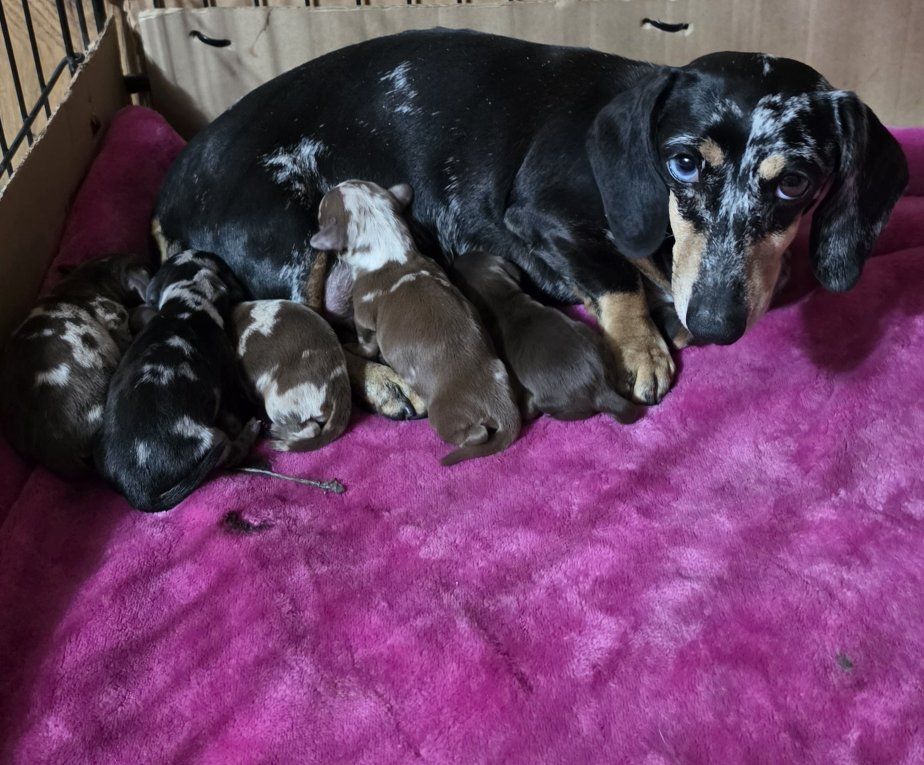 Dappled Piebald Dachshund Pups!