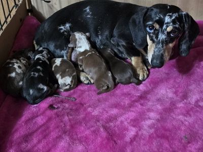 Dappled Piebald Dachshund Pups!