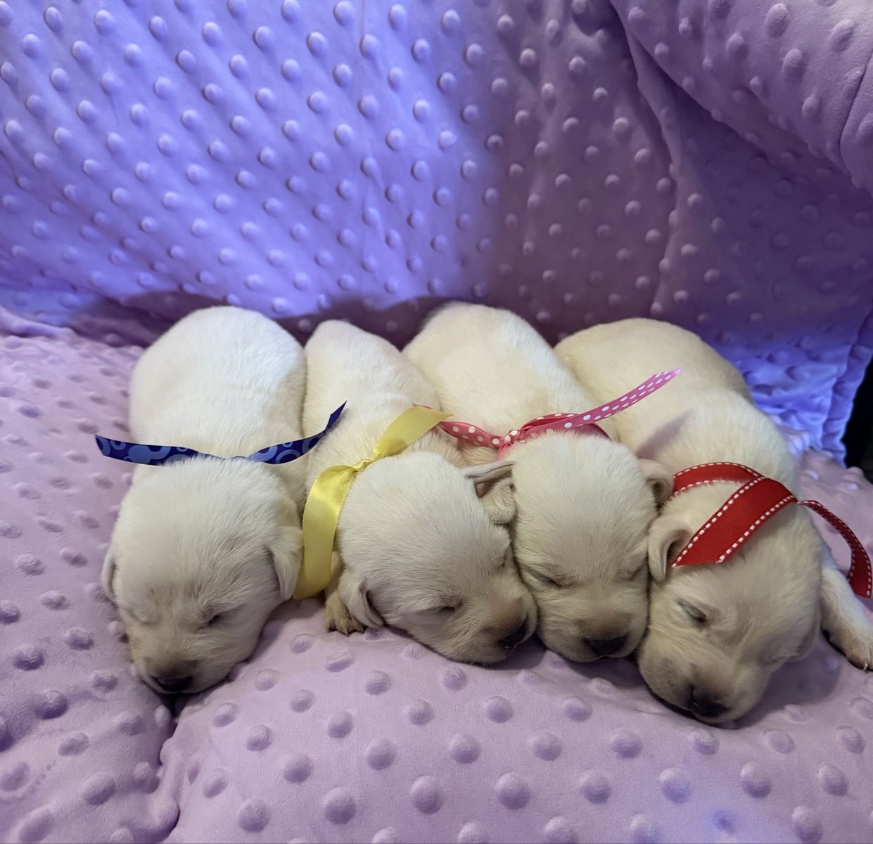 Akc white labs