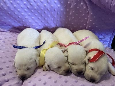 Akc white labs