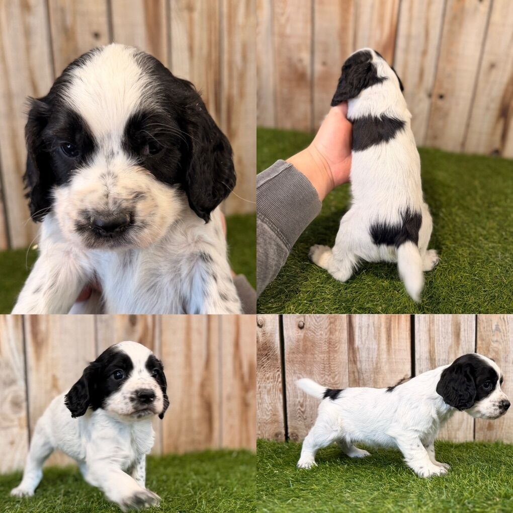 English Cocker Spaniel Puppies