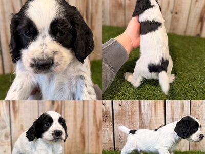 English Cocker Spaniel Puppies