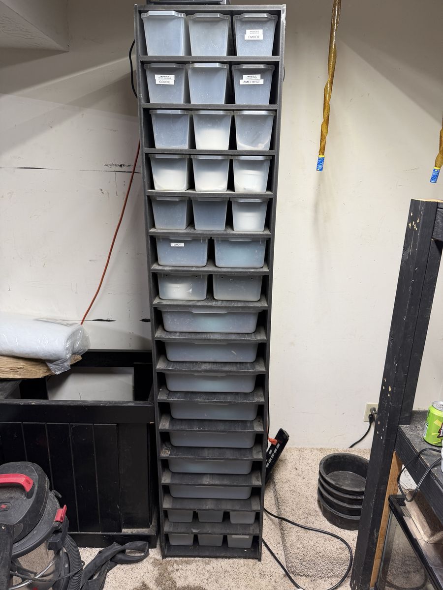 Custom Snake Rack with Thermostat and 33 Extra Tubs (78"H x 16.25"W x 23"D)