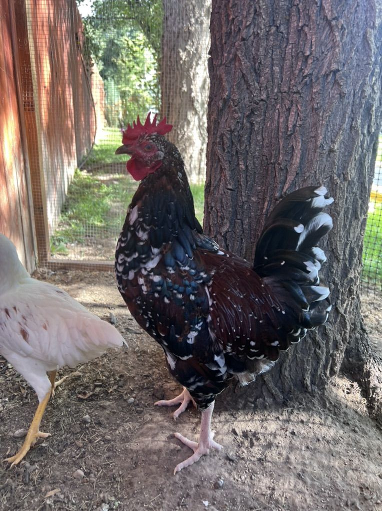 Free Rooster