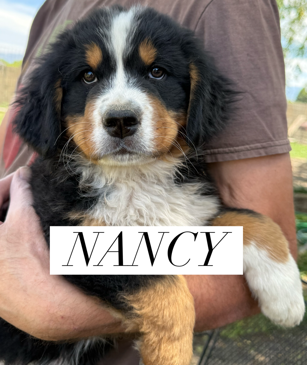 AKC AND BERNER-GARDE REGISTERED BERNESE MOUNTAIN DOG PUPPIES