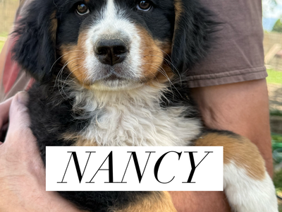 AKC AND BERNER-GARDE REGISTERED BERNESE MOUNTAIN DOG PUPPIES