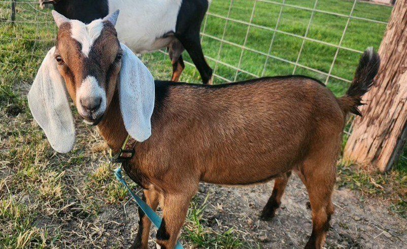 Purebred ADGA Nubian buck 